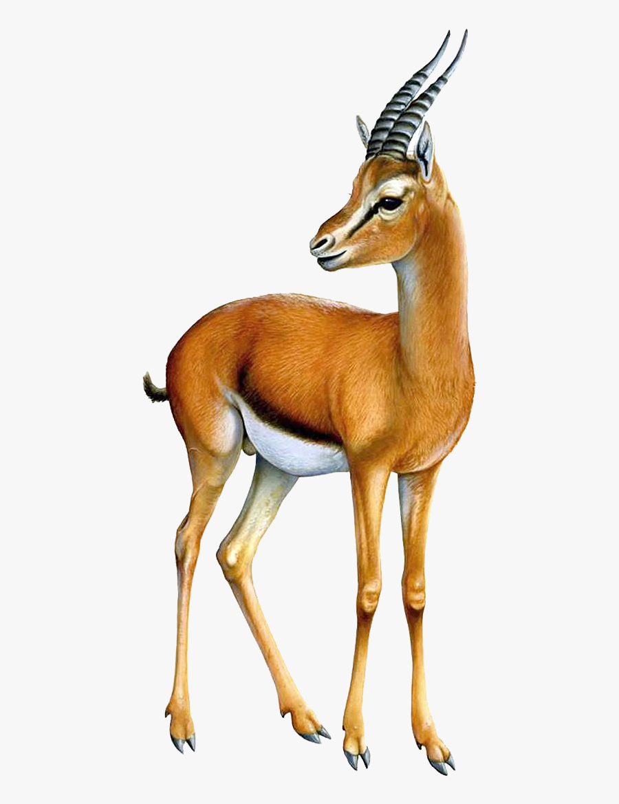 Gazelle Png Transparent Image - Gazelle Transparent Background, Transparent Clipart