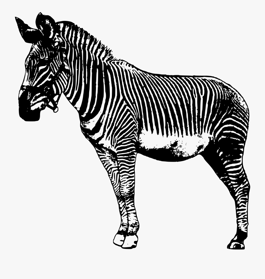 Zebra Clip Art Clipart Free Clipart Microsoft Clipart - Zebras Drawing Transparent Background, Transparent Clipart