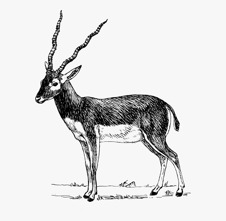 Antelope,musk Deer,gazelle - Antelope Drawing Png, Transparent Clipart