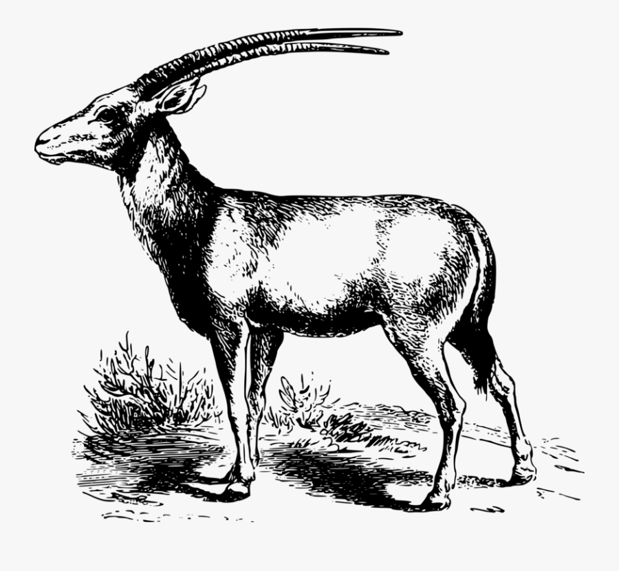 Antelope,musk Deer,gazelle - Gazelle Animal Black And White, Transparent Clipart