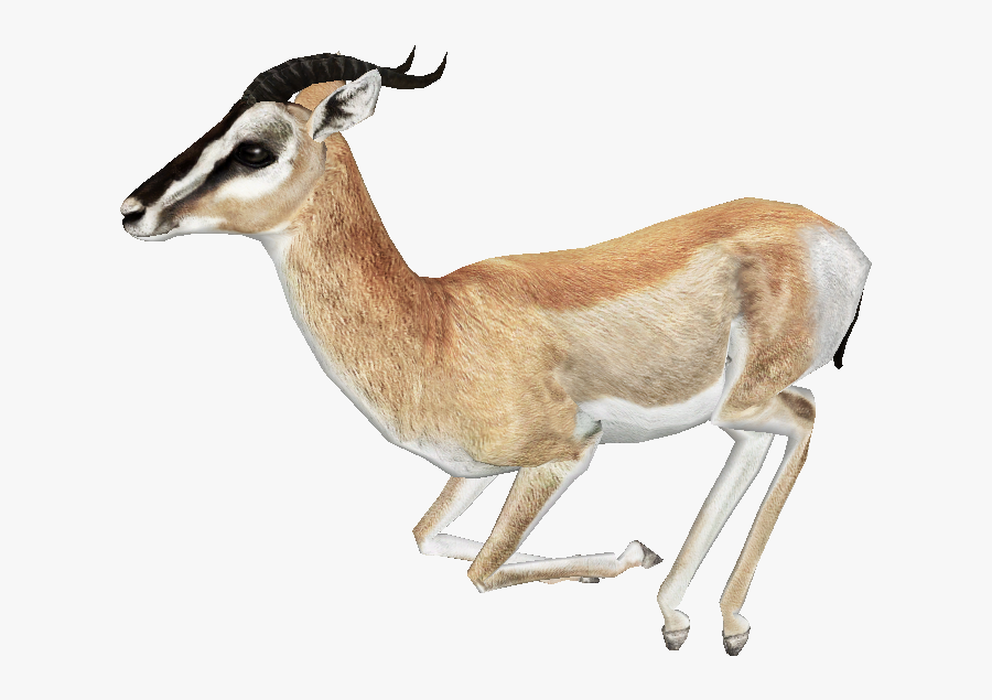 Gazelle Png Free Download - Gazelle Png, Transparent Clipart