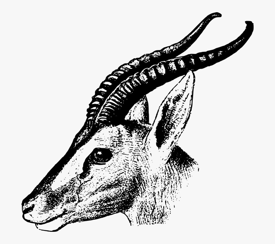 Gazelle - Gazelle Black And White Animal, Transparent Clipart