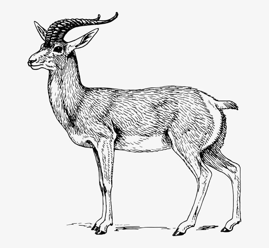Antelope,musk Deer,gazelle - Antelope Clipart Black And White, Transparent Clipart