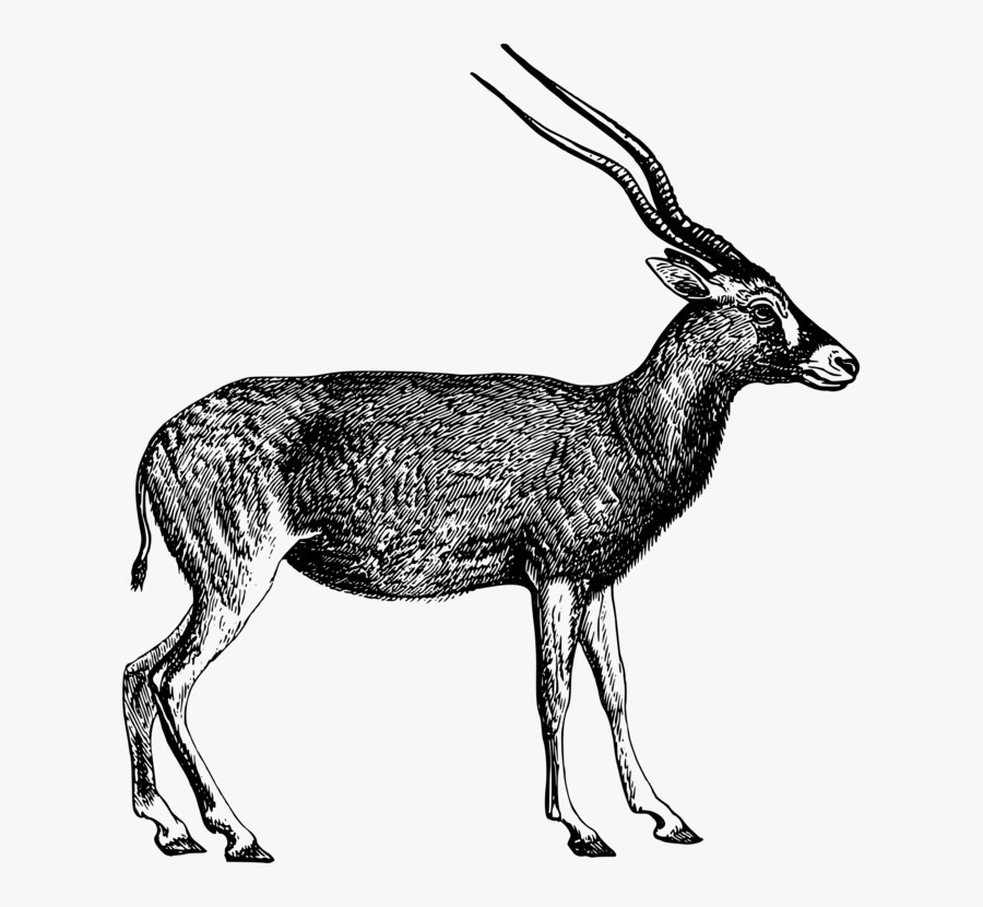 Antelope,musk Deer,gazelle - Antelope Leg, Transparent Clipart