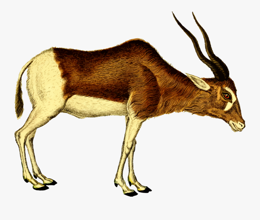 Antelope,cattle Like Mammal,springbok - Antelope Clipart, Transparent Clipart