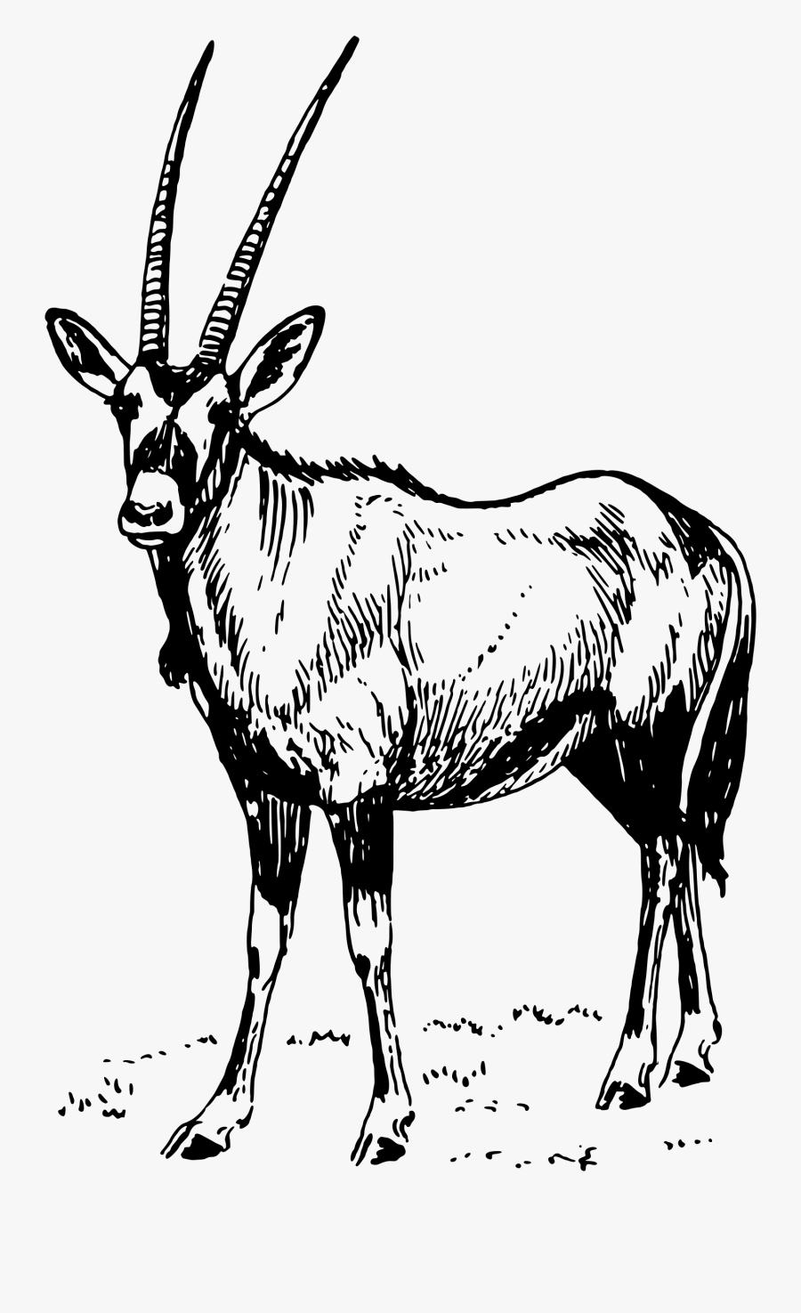 Antelope,monochrome Photography,deer - Oryx Black And White, Transparent Clipart