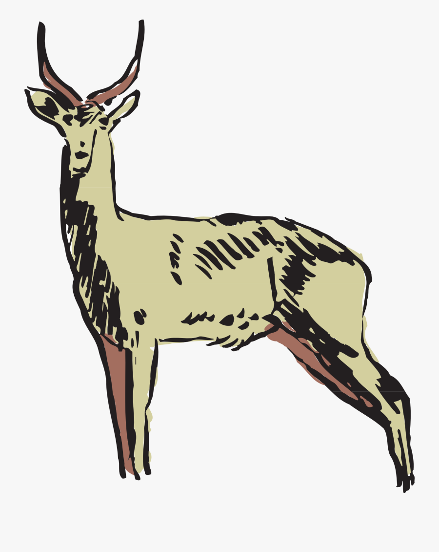 Collection Of Free Antelope Drawing Gazelle Download - Animals Clipart, Transparent Clipart