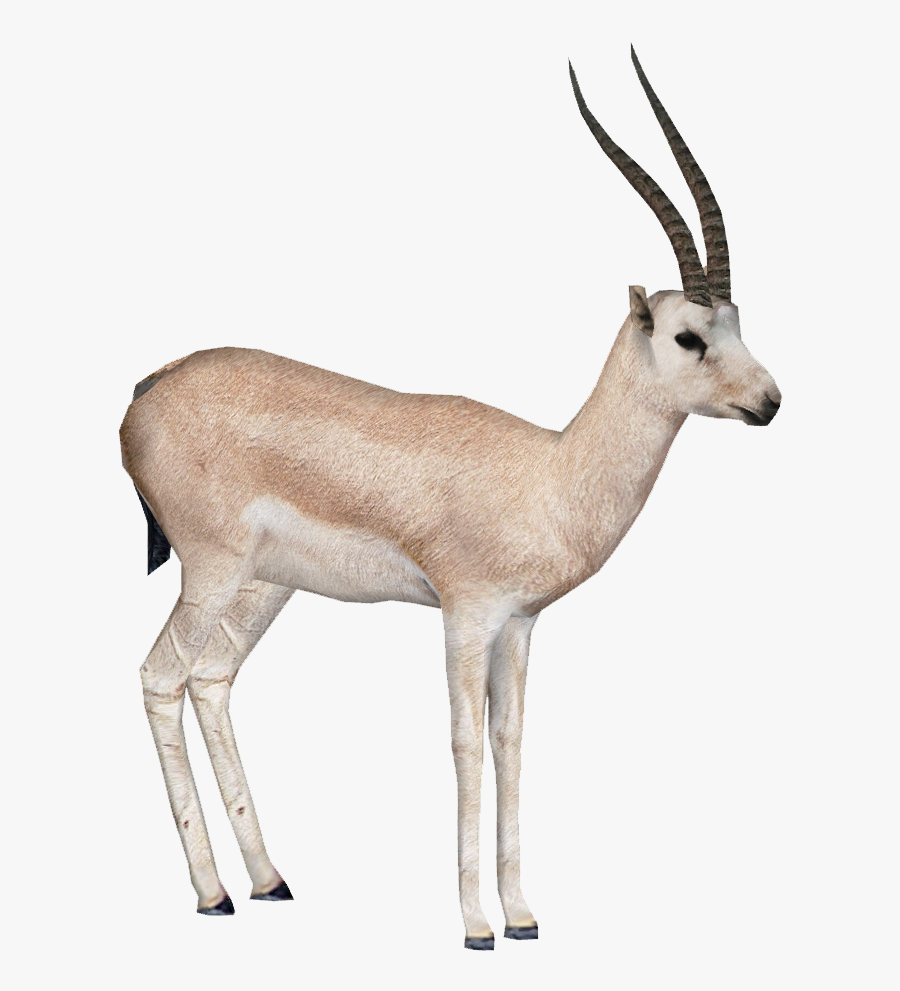 Clip Art Rhim Gazelle - Gazelle Horn Transparent Background, Transparent Clipart