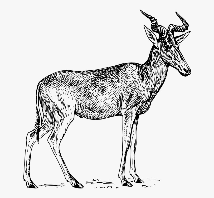 Antelope,musk Deer,gazelle - Portable Network Graphics, Transparent Clipart