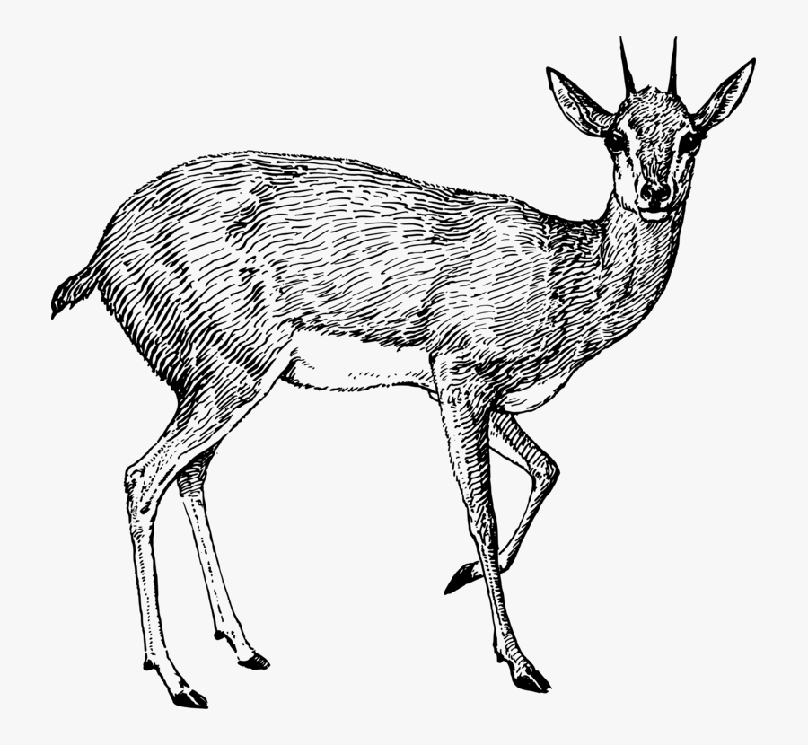 Line Art,wildlife,musk Deer - Steenbok Vector, Transparent Clipart