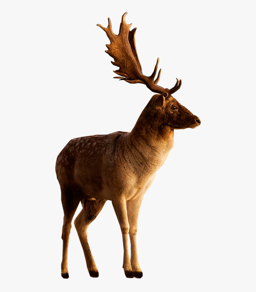 Deer - Transparent Stag Png, Transparent Clipart