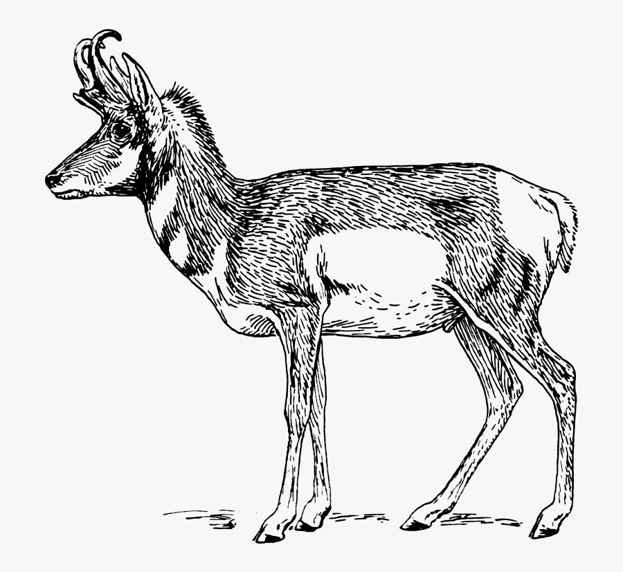 Carnivoran,artwork,deer - Free Pronghorn Clipart Black And White, Transparent Clipart