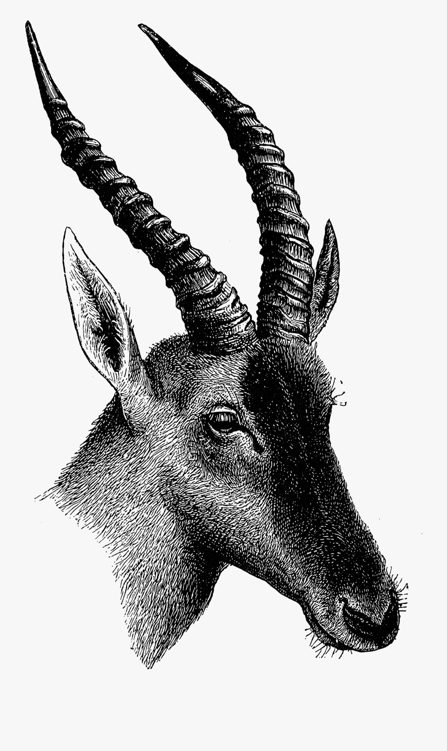 Deer, Transparent Clipart