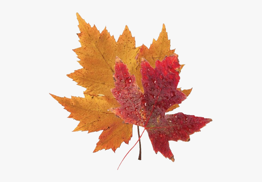 Fall Leaves Png Clipart - Real Blue Maple Leaf, Transparent Clipart