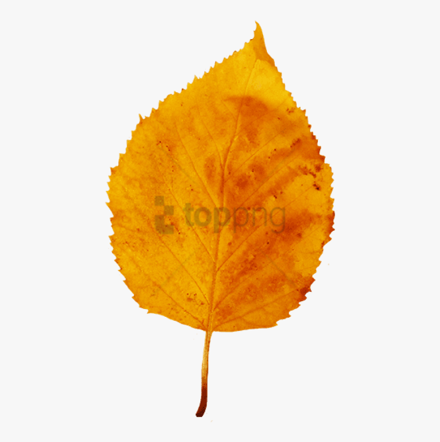 Yellow Brown Fall Leaf, Small Red Yellow Clipart - Fall Leaf Transparent Background, Transparent Clipart