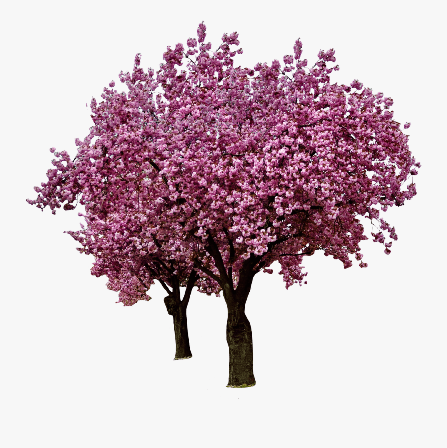 Cherry Blossoms, Spring, Bloom, Pink, Blossom, Flowers - Cherry Blossom Tree Logo, Transparent Clipart