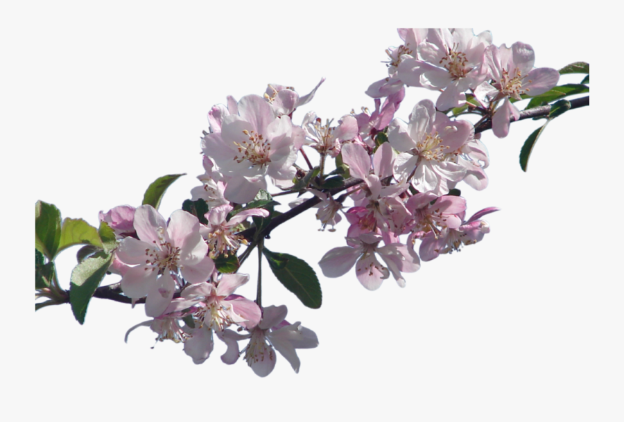 Cherry Blossom Branch Png - Real Cherry Blossom Png, Transparent Clipart