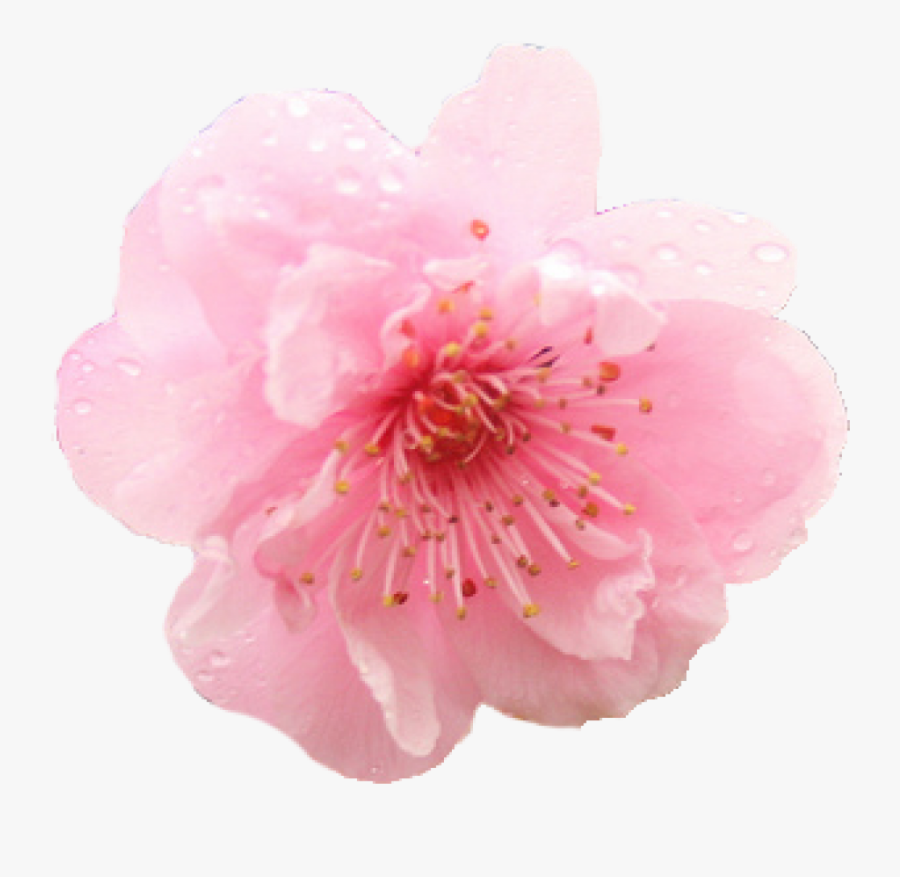 Transparent Cherry Blossom Png - Flower Cherry Blossom Png, Transparent Clipart