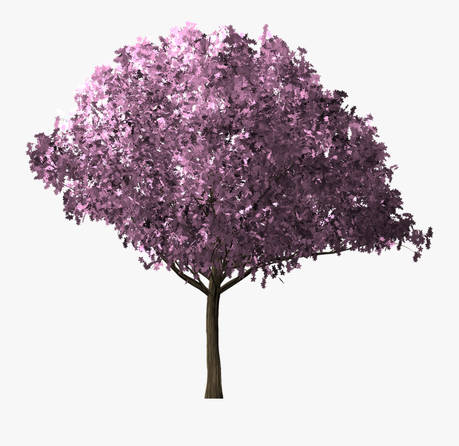 Transparent Cherry Blossom Tree Png, Transparent Clipart