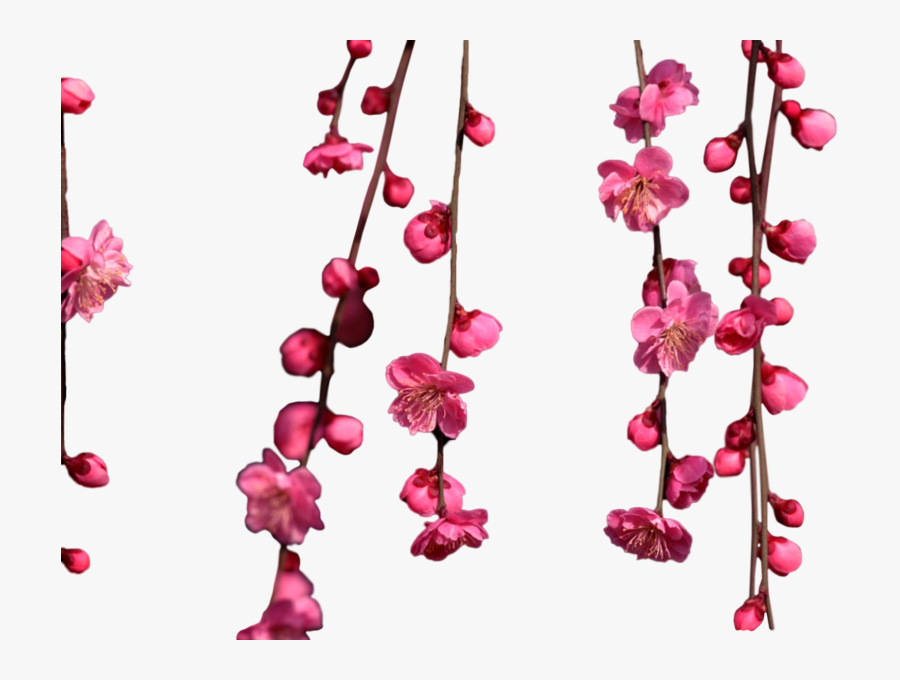 Hanging Cherry Blossom Png, Transparent Clipart