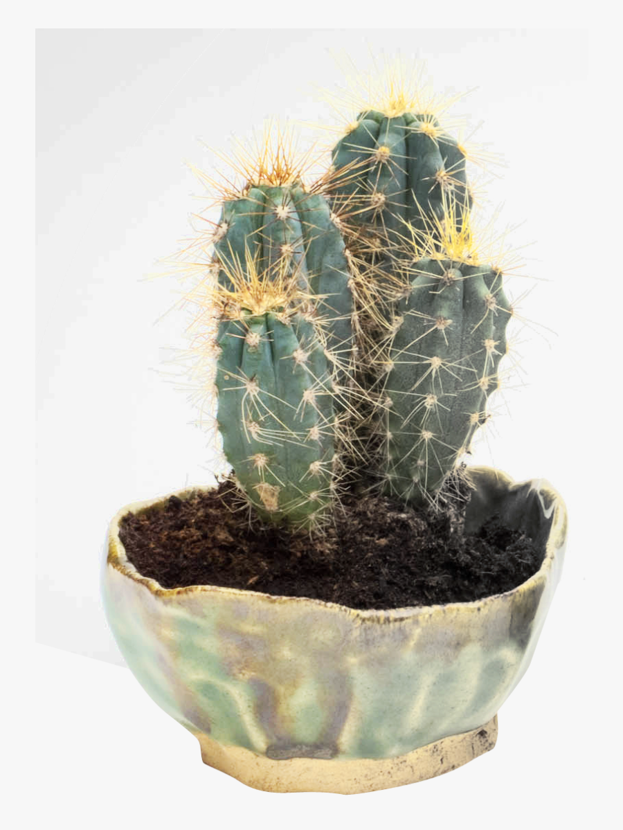Cactus In Png, Transparent Clipart
