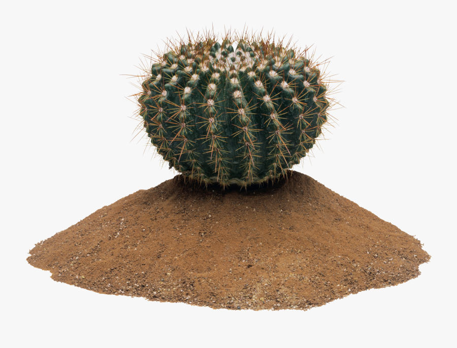 Cactus Png - Cactaceas Png, Transparent Clipart