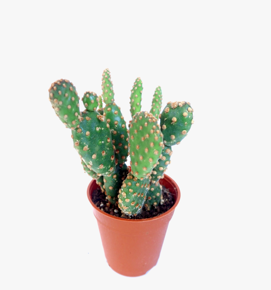 Transparent Cute Cactus Png - Prickly Pear, Transparent Clipart