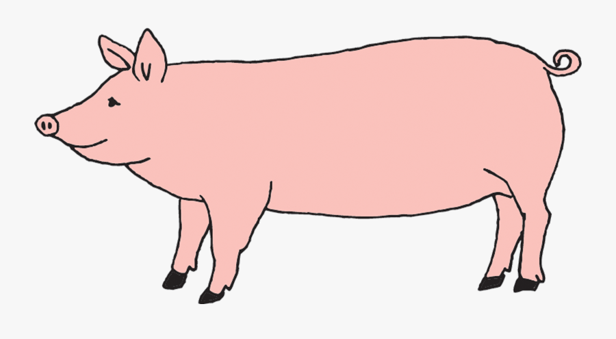 Clip Art By Julia Rothman From - Domestic Pig, Transparent Clipart