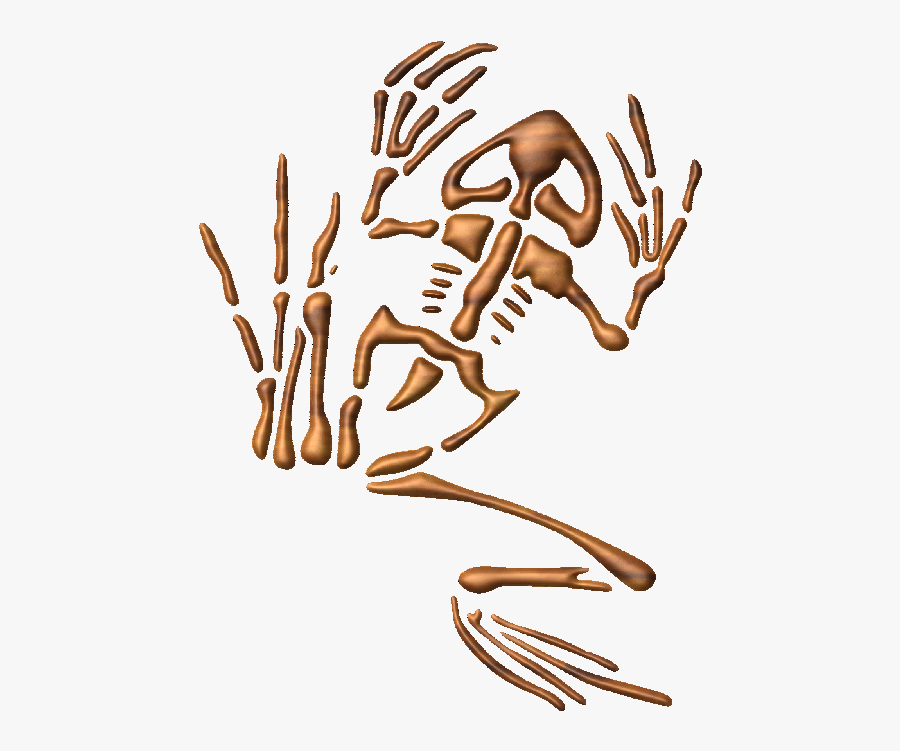 Seal Bone Frog Clipart , Png Download - Seal Bone Frog, Transparent Clipart
