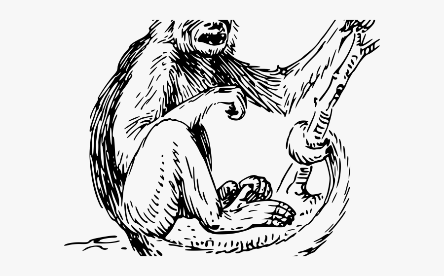 Transparent Reformation Clipart Free - Spider Monkey Black And White, Transparent Clipart