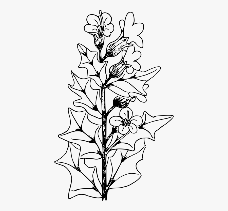 Line Art,plant,flora - Line Art, Transparent Clipart