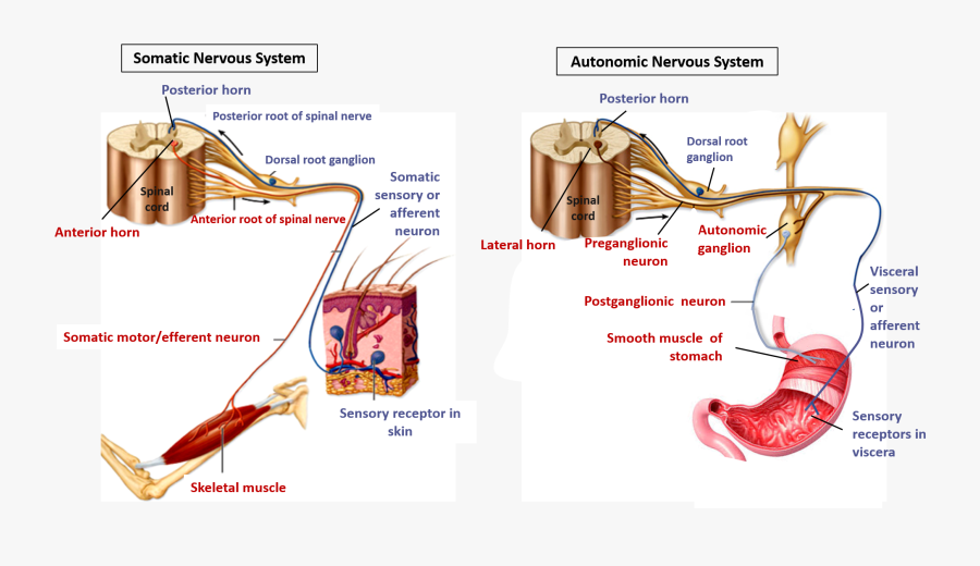 Transparent Nervous System Png - Ganglionic Autonomic Motor Neuron, Transparent Clipart