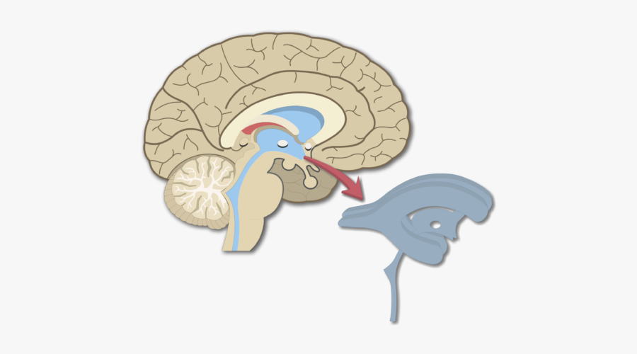 Ventricles Of The Ventricular - Ventricles Of The Brain Transparent, Transparent Clipart