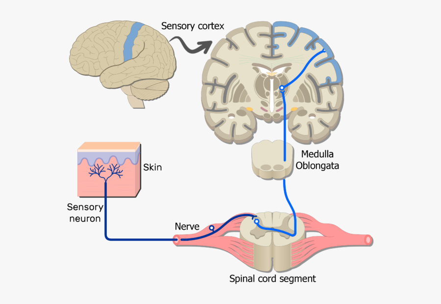 Somatic Nervous Acur Lunamedia - Motor Cortex To Muscle, Transparent Clipart