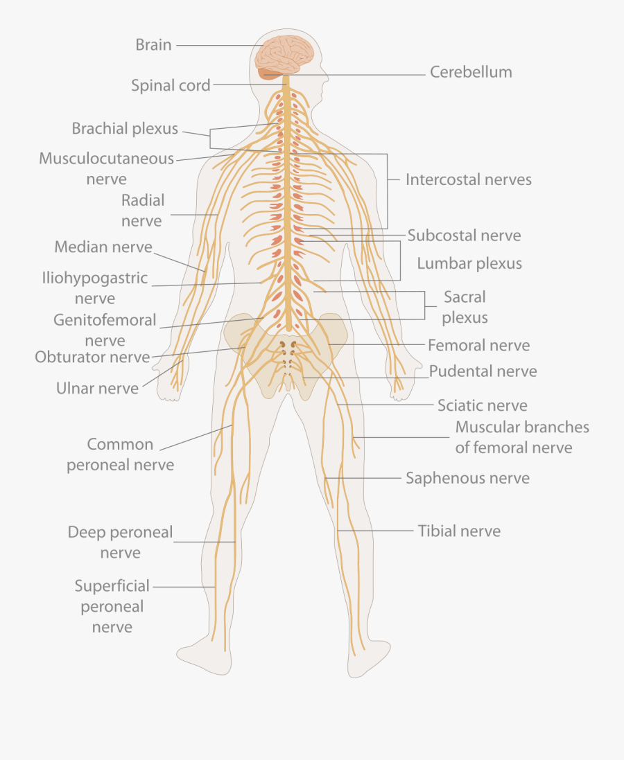 Transparent Muscular System Clipart - Nervous System Works, Transparent Clipart