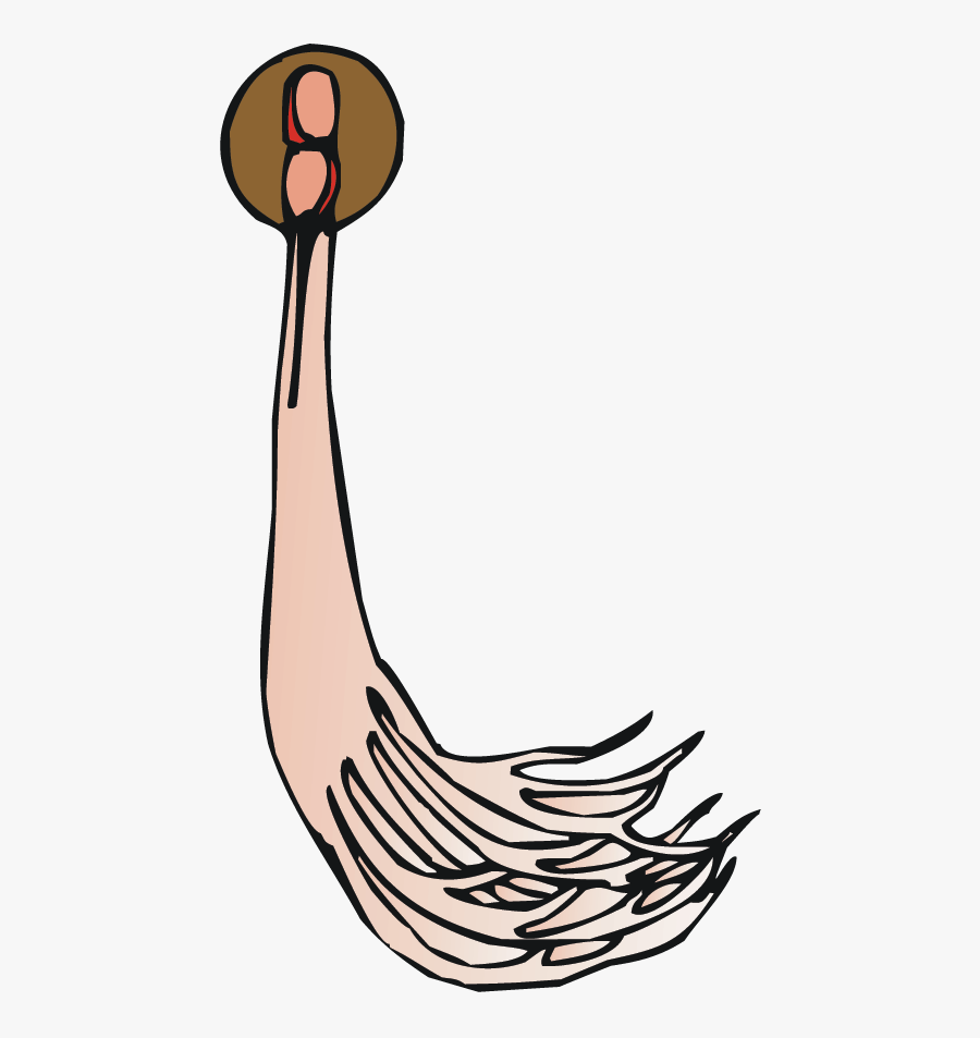 Nervous System Clipart , Png Download, Transparent Clipart