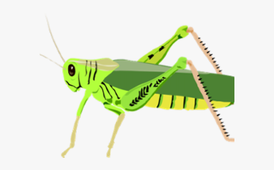 Grasshopper Clipart, Transparent Clipart