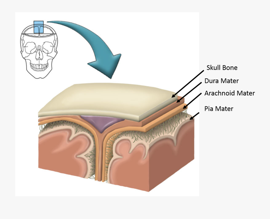 Transparent Mater Clipart - Nervous System Drag The Appropriate Labels To Their, Transparent Clipart