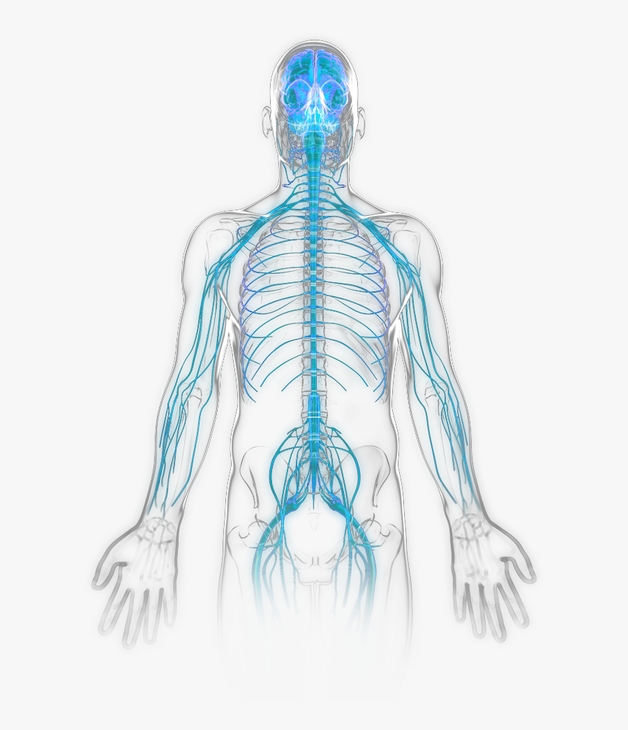 Nervous System Becomes Active - Illustration, Transparent Clipart