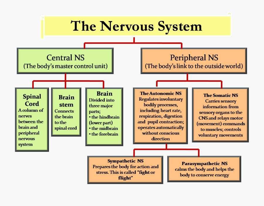 Transparent Nervous System Clipart - Central And Peripheral Nervous System Chart, Transparent Clipart