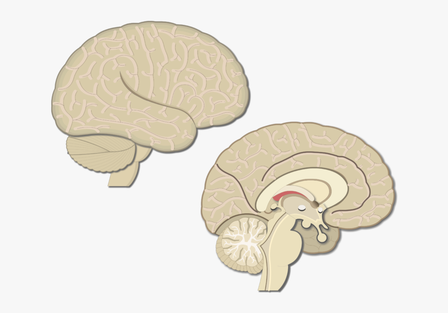 Primary Motor Cortex An - Primary Visual Cortex, Transparent Clipart
