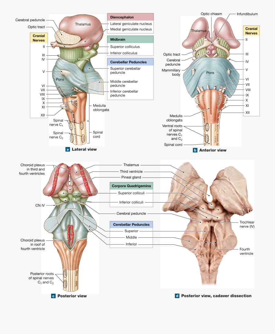 Cranial Nerves, Spinal Cord, Med School, Nervous System, - Medulla Oblongata Posterior View, Transparent Clipart