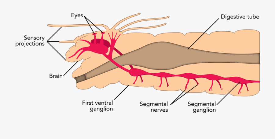 Fig Nervoussystempolychaete Png Strong - Illustration, Transparent Clipart