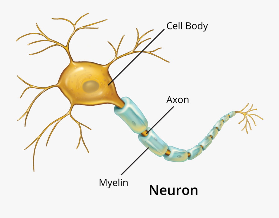 Clip Art About The Nervous System - Illustration, Transparent Clipart