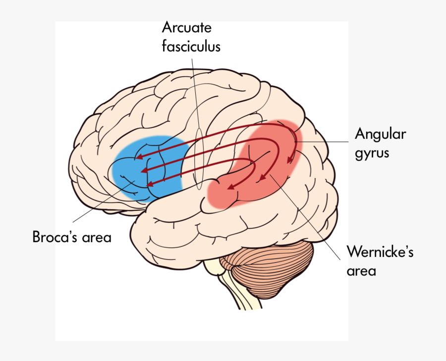 Центр речи в мозге человека. Зоны головного мозга Брока и Вернике. Головной мозг зоны Вернике. Broca's area Wernicke's area. Центры Брока и Вернике в головном мозге.