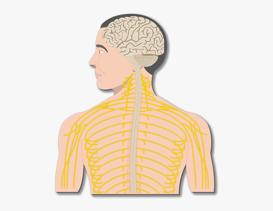 Transparent Nervous System Png - Labelled Diagram Of Organs In Nervous System, Transparent Clipart