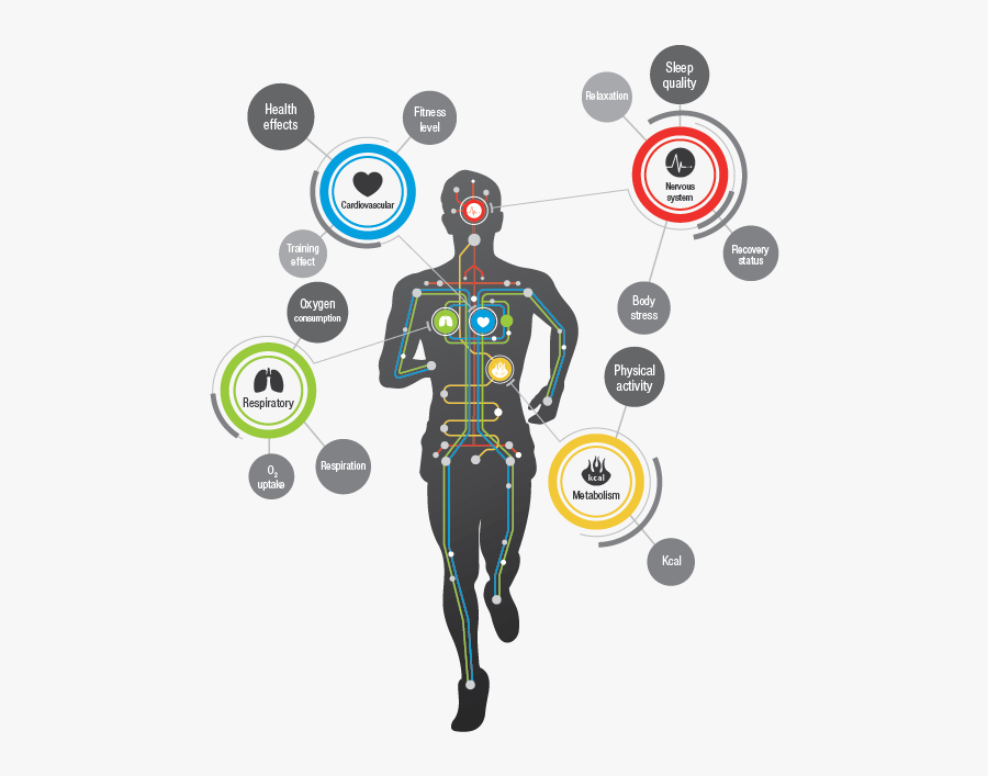 It Will Choose Which System To Use Throughout Your - Maximal Oxygen Consumption, Transparent Clipart