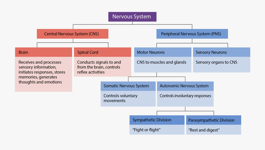Interactive Activity Division Of The Nervous System, Transparent Clipart