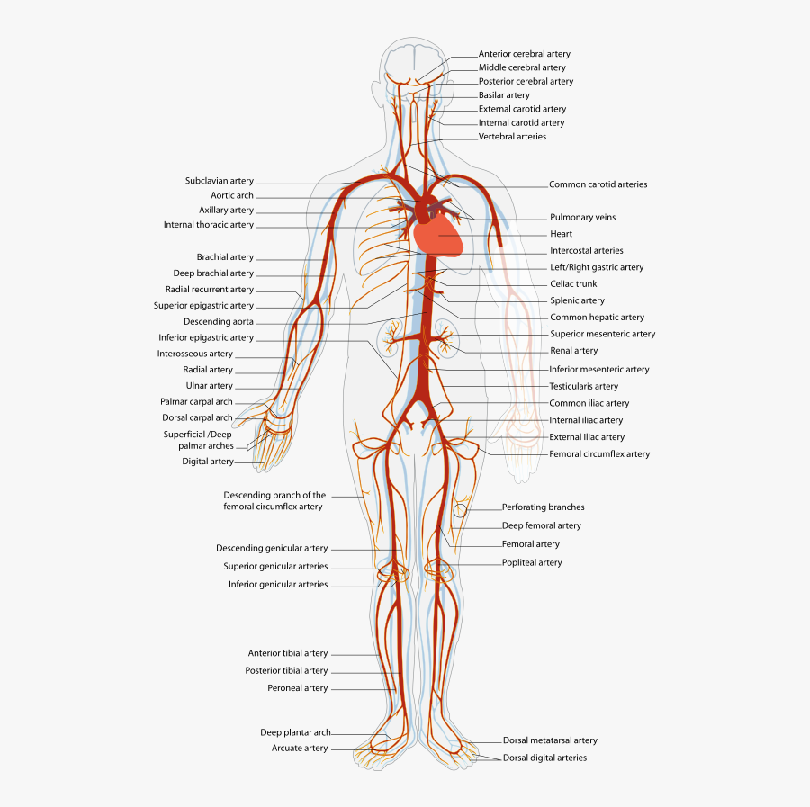 Clip Art Arterial System En Artery - Artery Anatomy, Transparent Clipart