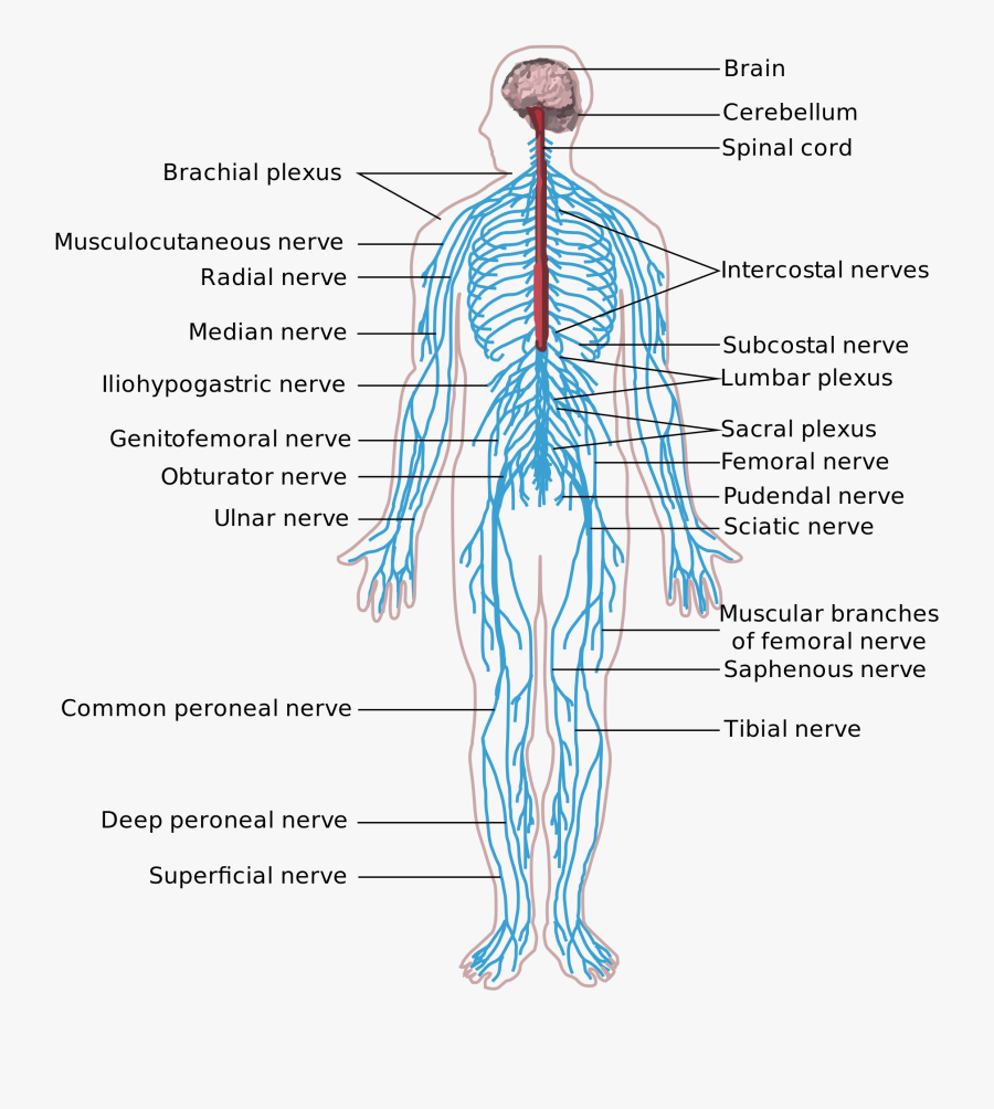 Nerve In Body, Transparent Clipart